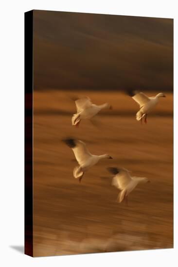 Snow Geese Landing-DLILLC-Premier Image Canvas