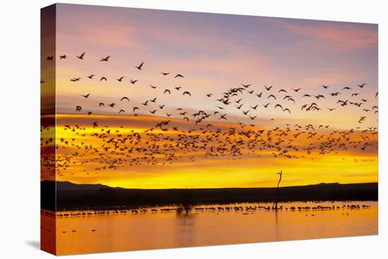 Snow Geese Leaving Roost Site before Dawn-null-Premier Image Canvas