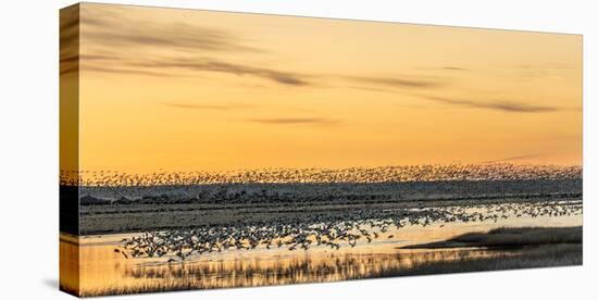 Snow Geese Take Off from Pond at Sunrise During Spring Migration at Freezeout Lake Wma, Montana-Chuck Haney-Premier Image Canvas