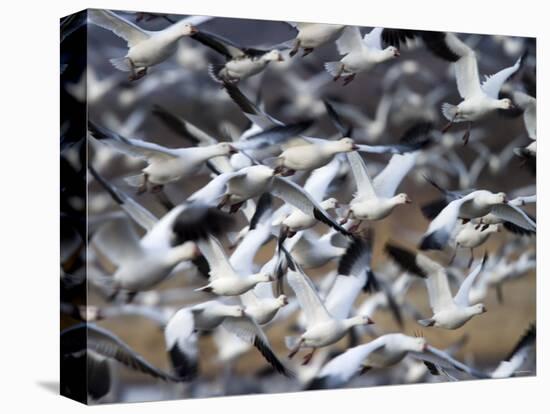 Snow Goose, Anser Caerulescens, Bosque Del Apache, Soccoro, New Mexico, USA-Thorsten Milse-Premier Image Canvas