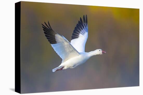 Snow goose (Anser caerulescens) during flight, Soccoro, New Mexico, USA-Panoramic Images-Premier Image Canvas