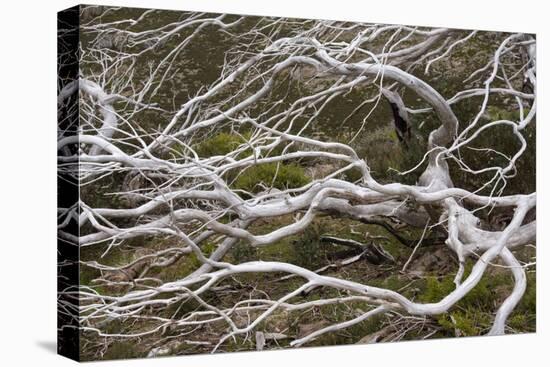 Snow Gum a Windswept and by Fire Damaged Snow-null-Premier Image Canvas