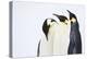 Snow Hill, Antarctica. Three Emperor Penguins. High Key-Janet Muir-Premier Image Canvas