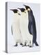 Snow Hill, Antarctica. Three Emperor Penguins Standing Tall-Janet Muir-Premier Image Canvas