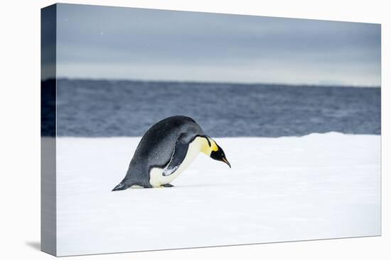 Snow Hill Island, Antarctic. Emperor Penguin about to toboggan.-Dee Ann Pederson-Premier Image Canvas