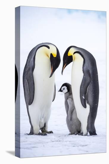 Snow Hill Island, Antarctica. A proud pair of emperor penguins nestling and bonding-Dee Ann Pederson-Premier Image Canvas