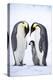 Snow Hill Island, Antarctica. A proud pair of emperor penguins nestling and bonding-Dee Ann Pederson-Premier Image Canvas