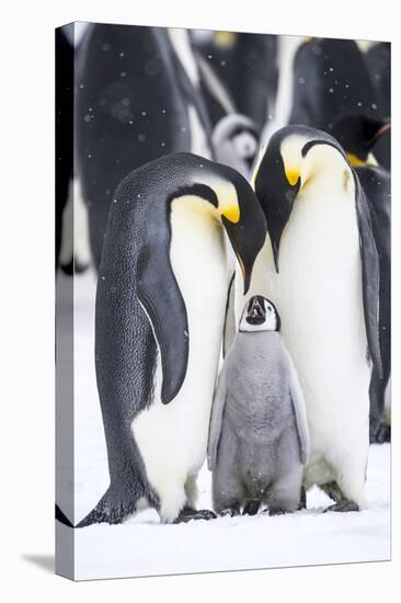 Snow Hill Island, Antarctica. A proud pair of emperor penguins nestling and bonding-Dee Ann Pederson-Premier Image Canvas