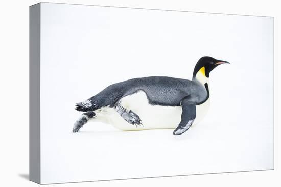 Snow Hill Island, Antarctica. Adult Emperor penguin tobogganing to save energy-Dee Ann Pederson-Premier Image Canvas