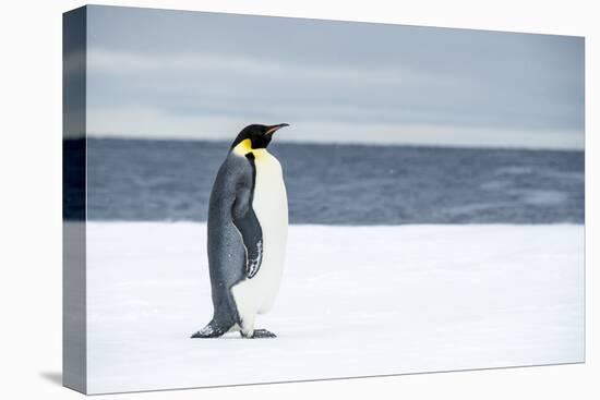 Snow Hill Island, Antarctica. Adult Emperor penguin traveled to the edge of the ice shelf to fish.-Dee Ann Pederson-Premier Image Canvas