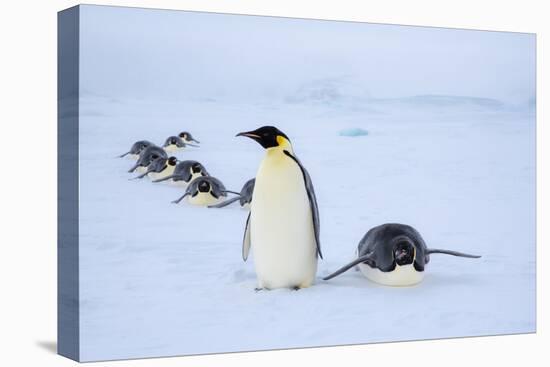 Snow Hill Island, Antarctica. Adult Emperor penguins tobogganing to save energy-Dee Ann Pederson-Premier Image Canvas