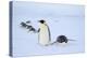 Snow Hill Island, Antarctica. Adult Emperor penguins tobogganing to save energy-Dee Ann Pederson-Premier Image Canvas