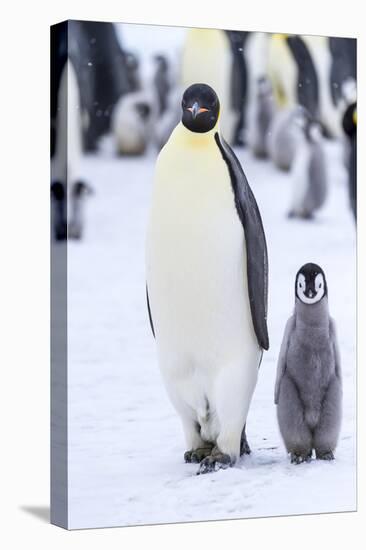 Snow Hill Island, Antarctica. Emperor penguin adult and juvenile walking side by side.-Dee Ann Pederson-Premier Image Canvas