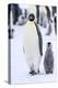 Snow Hill Island, Antarctica. Emperor penguin adult and juvenile walking side by side.-Dee Ann Pederson-Premier Image Canvas