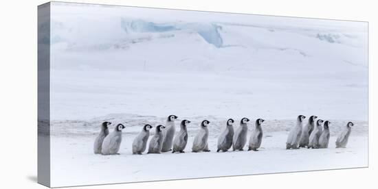 Snow Hill Island, Antarctica. Emperor penguin chicks dare to adventure away from the colony.-Dee Ann Pederson-Premier Image Canvas