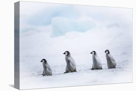 Snow Hill Island, Antarctica. Emperor penguin chicks dare to adventure away from the colony.-Dee Ann Pederson-Premier Image Canvas