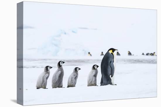 Snow Hill Island, Antarctica. Emperor penguin chicks follow the leader.-Dee Ann Pederson-Premier Image Canvas