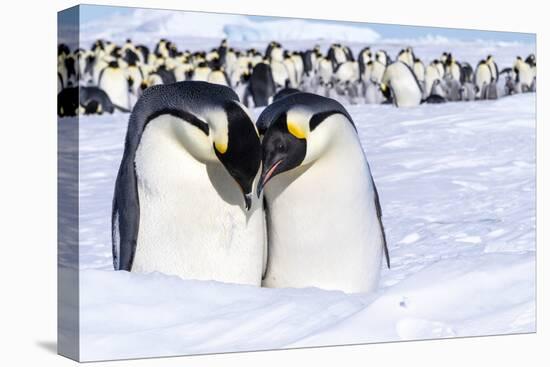 Snow Hill Island, Antarctica. Emperor penguin couple close-up with colony in background.-Dee Ann Pederson-Premier Image Canvas