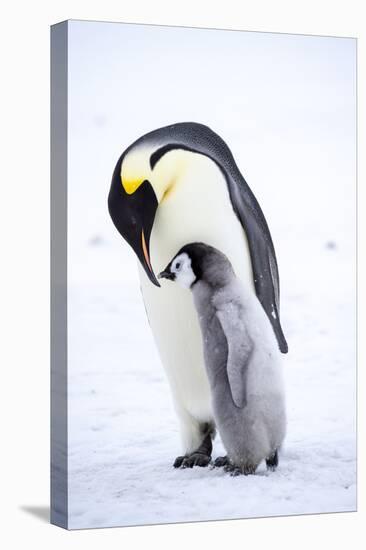 Snow Hill Island, Antarctica. Emperor penguin parent bonding with chick.-Dee Ann Pederson-Premier Image Canvas