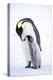 Snow Hill Island, Antarctica. Emperor penguin parent bonding with chick.-Dee Ann Pederson-Premier Image Canvas