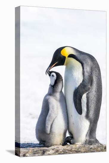 Snow Hill Island, Antarctica. Emperor penguin parent bonding with chick.-Dee Ann Pederson-Premier Image Canvas
