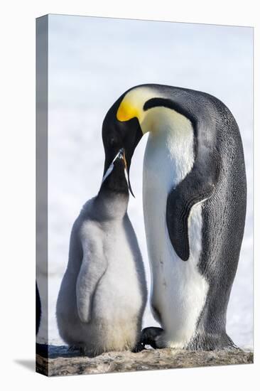 Snow Hill Island, Antarctica. Emperor penguin parent feeding chick.-Dee Ann Pederson-Premier Image Canvas
