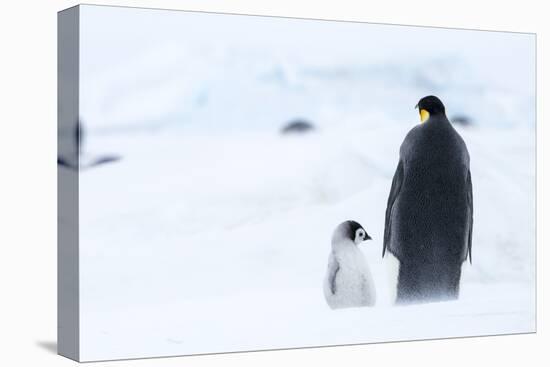 Snow Hill Island, Antarctica. Emperor penguin parent out for a walk with tiny chick.-Dee Ann Pederson-Premier Image Canvas