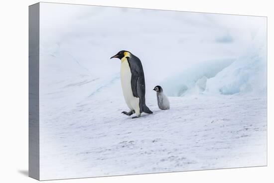 Snow Hill Island, Antarctica. Emperor penguin parent out for a walk with tiny chick.-Dee Ann Pederson-Premier Image Canvas