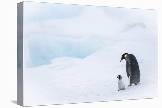 Snow Hill Island, Antarctica. Emperor penguin parent out for a walk with tiny chick.-Dee Ann Pederson-Premier Image Canvas