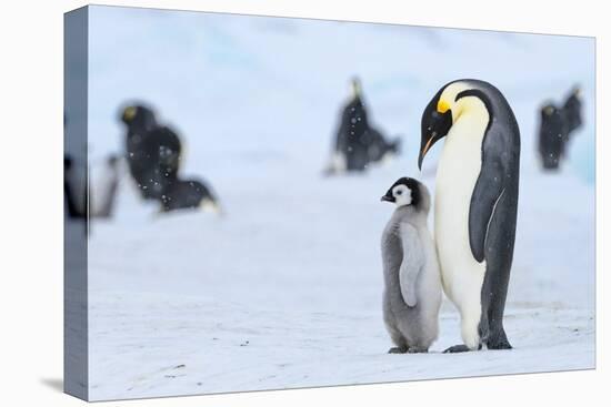 Snow Hill Island, Antarctica. Emperor penguin parent with juvenile.-Dee Ann Pederson-Premier Image Canvas
