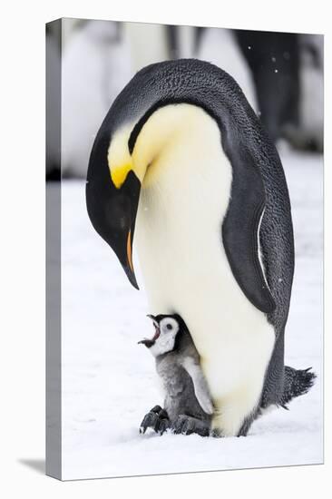 Snow Hill Island, Antarctica. Emperor penguin parent with tiny chick on feet begging.-Dee Ann Pederson-Premier Image Canvas