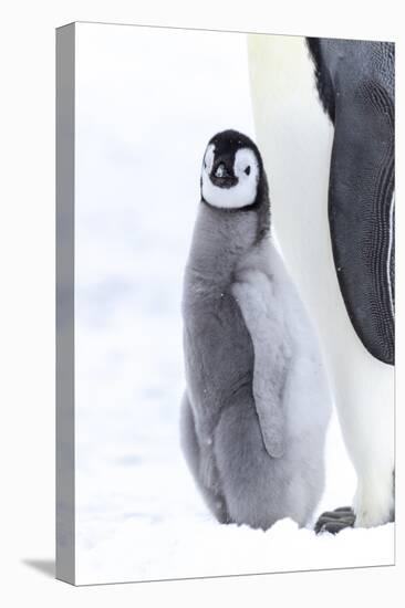 Snow Hill Island, Antarctica. Juvenile emperor penguin chick stays close to its parent.-Dee Ann Pederson-Premier Image Canvas