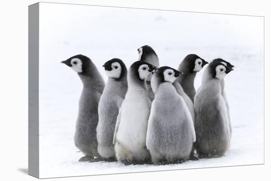 Snow Hill Island, Antarctica. Nestling creches of emperor penguin chicks.-Dee Ann Pederson-Premier Image Canvas