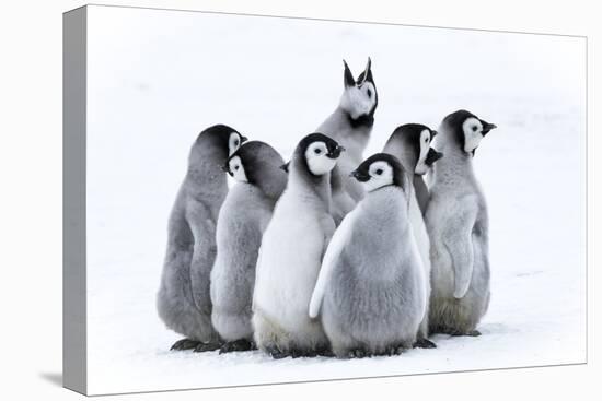Snow Hill Island, Antarctica. Nestling emperor penguin chicks having a penguin party and singing.-Dee Ann Pederson-Premier Image Canvas