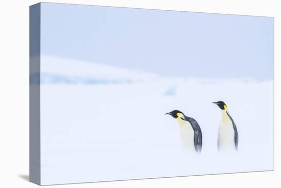 Snow Hill Island, Antarctica. Pair of Emperor penguins traversing the ice shelf during a storm.-Dee Ann Pederson-Premier Image Canvas