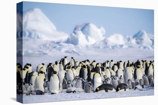 Snow Hill Island, Antarctica. Scenic emperor penguin colony with chicks on a sunny day.-Dee Ann Pederson-Premier Image Canvas