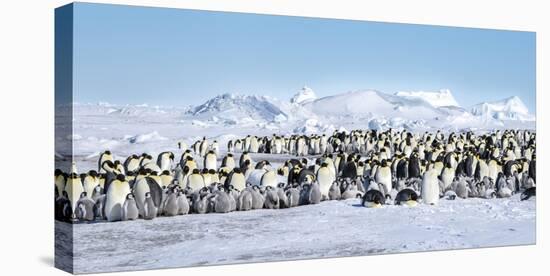 Snow Hill Island, Antarctica. Scenic emperor penguin colony with chicks on a sunny day.-Dee Ann Pederson-Premier Image Canvas