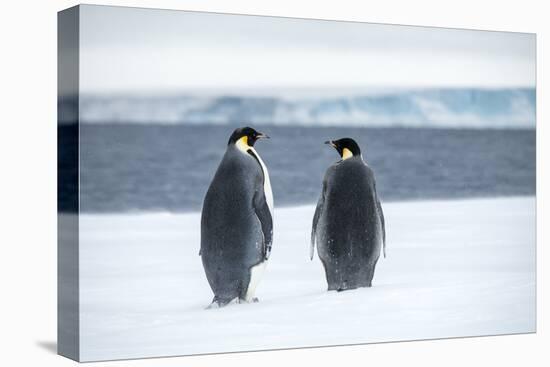 Snow Hill Island, Antarctica. Two adult Emperor penguins have traveled to fish.-Dee Ann Pederson-Premier Image Canvas