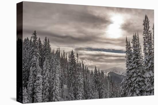 Snow in Evergreens from Beartrap Canyon, Wasatch Mountains, Utah-Howie Garber-Premier Image Canvas