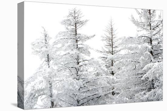 Snow-Laden Trees-Howard Ruby-Premier Image Canvas