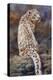 Snow Leopard 2-David Stribbling-Stretched Canvas