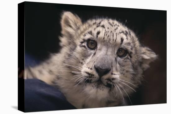Snow Leopard Cub-DLILLC-Premier Image Canvas