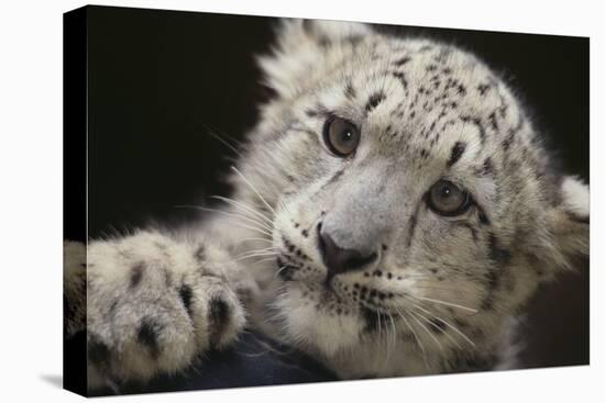 Snow Leopard Cub-DLILLC-Premier Image Canvas