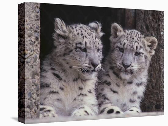 Snow Leopard Cubs-DLILLC-Premier Image Canvas