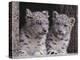 Snow Leopard Cubs-DLILLC-Premier Image Canvas