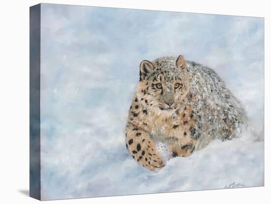 Snow leopard final-David Stribbling-Stretched Canvas