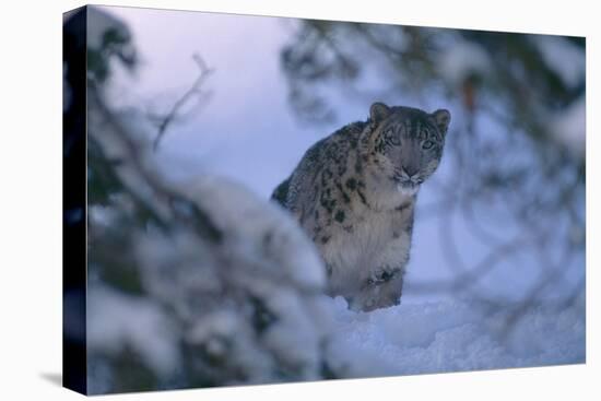 Snow Leopard in Snow-DLILLC-Premier Image Canvas