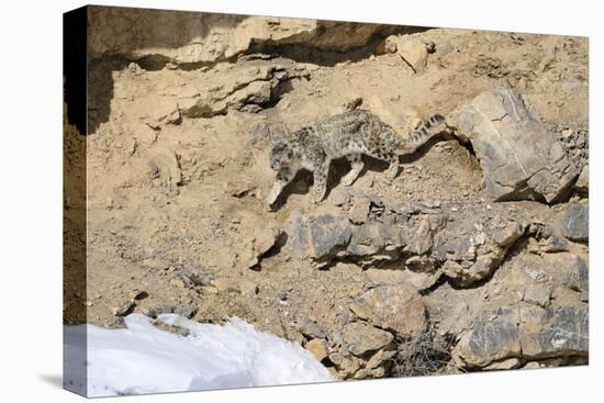 Snow leopard on a cliff ledge, Himachal Pradesh, India-Oriol Alamany-Premier Image Canvas