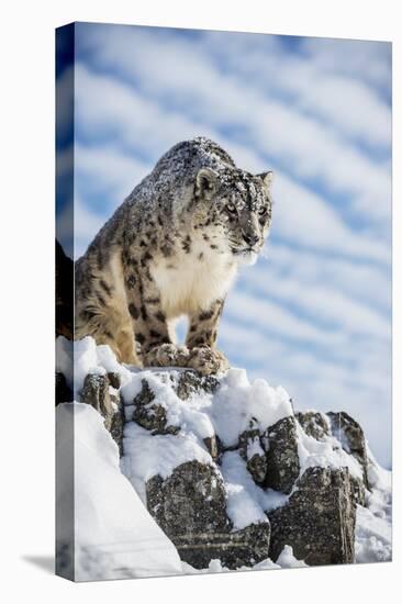 Snow Leopard (Panthera India), Montana, United States of America, North America-Janette Hil-Premier Image Canvas