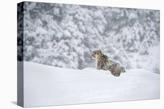 Snow Leopard (Panthera India), Montana, United States of America, North America-Janette Hil-Premier Image Canvas